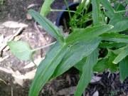 Typhonium brownii foliage -Aussie Aroid